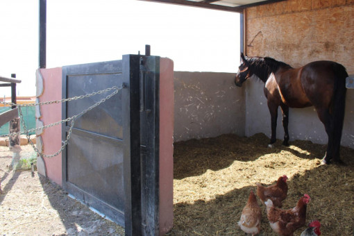 Stable