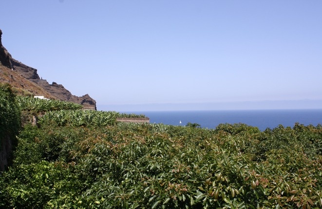 plot in Buenavista del Norte